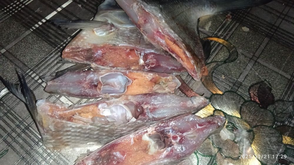 Продам в'ялену рибу лящ 250гр.кг.