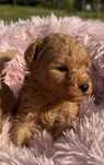 Pudel toy chlopiec
