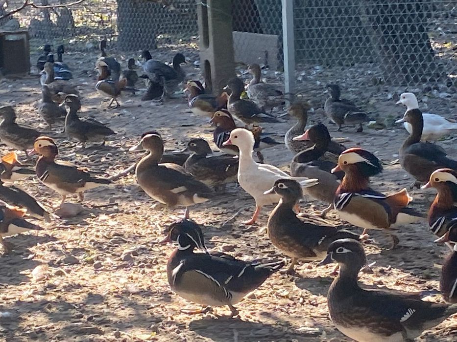 Kaczki Karolinki standard kaczki ozdobne