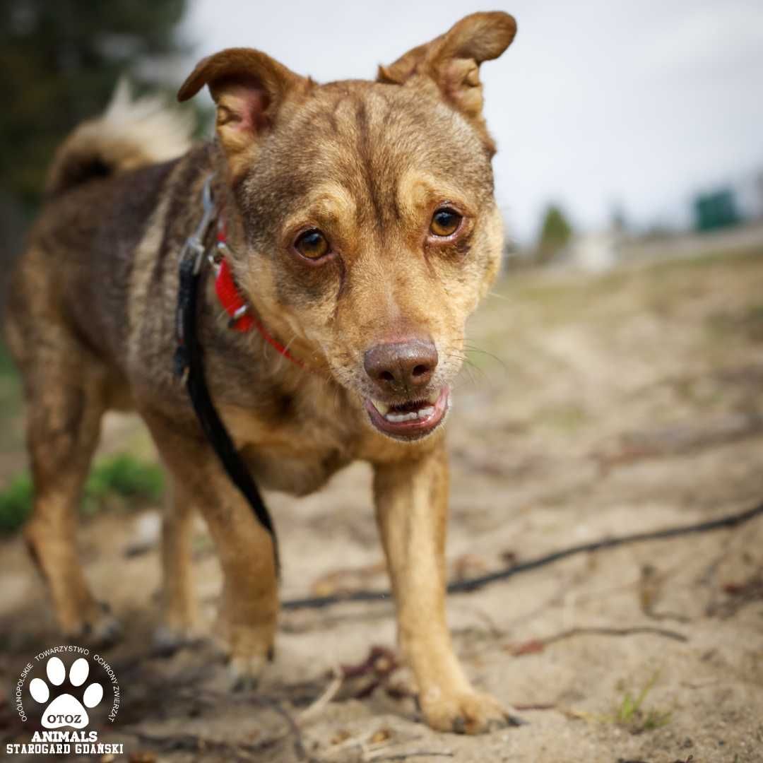 Mały psiak do adopcji!