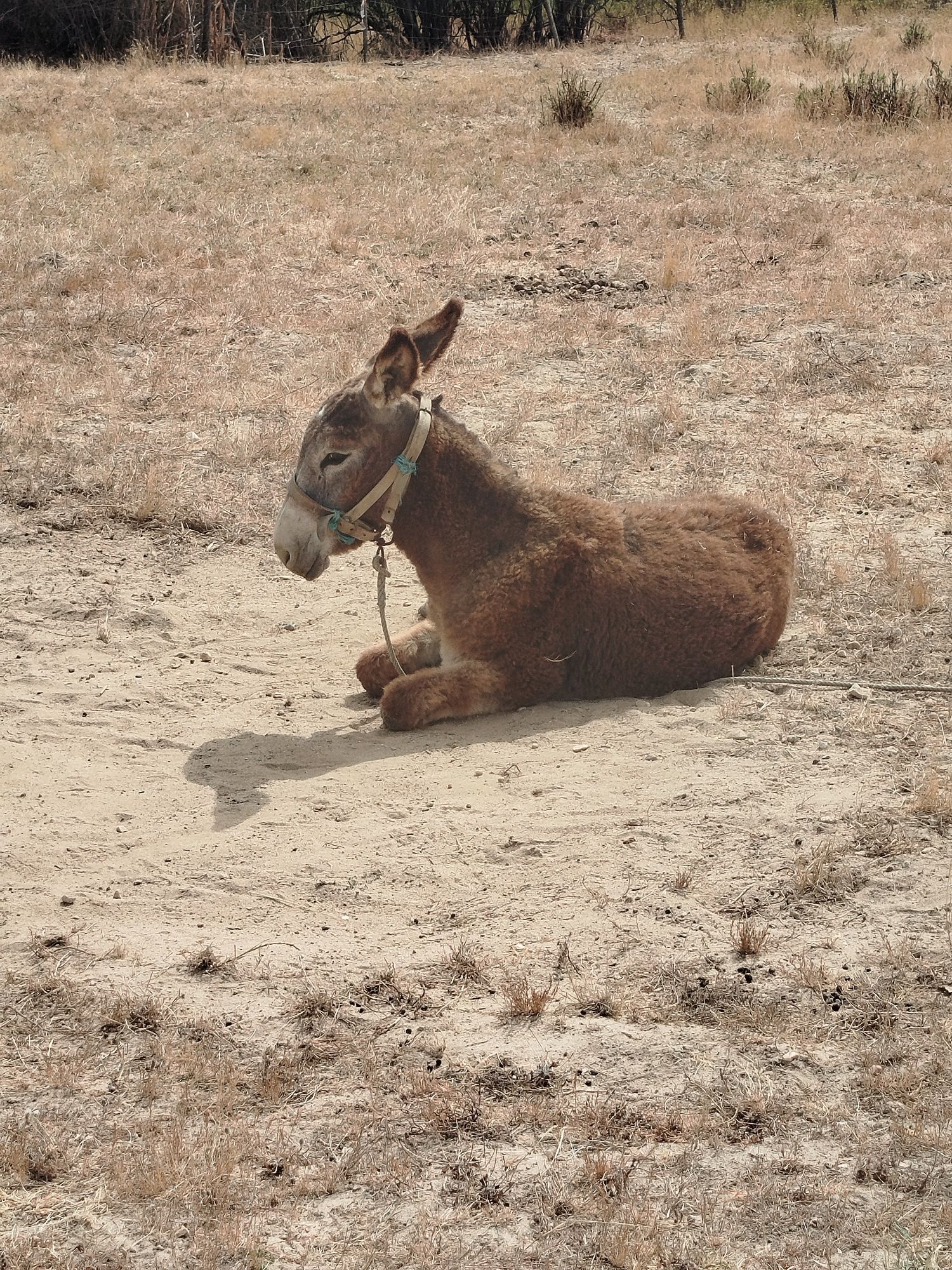 Vendo burro com seis meses