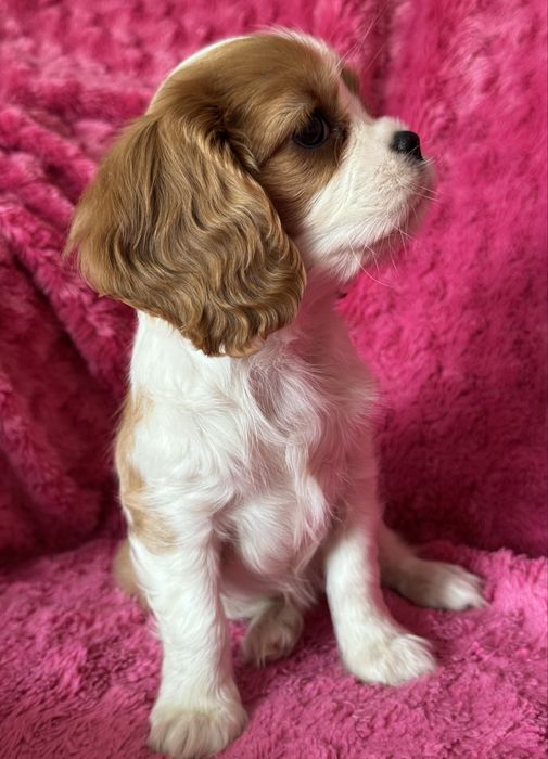 Sunia blenheim - Cavalier  King Charles Spaniel
