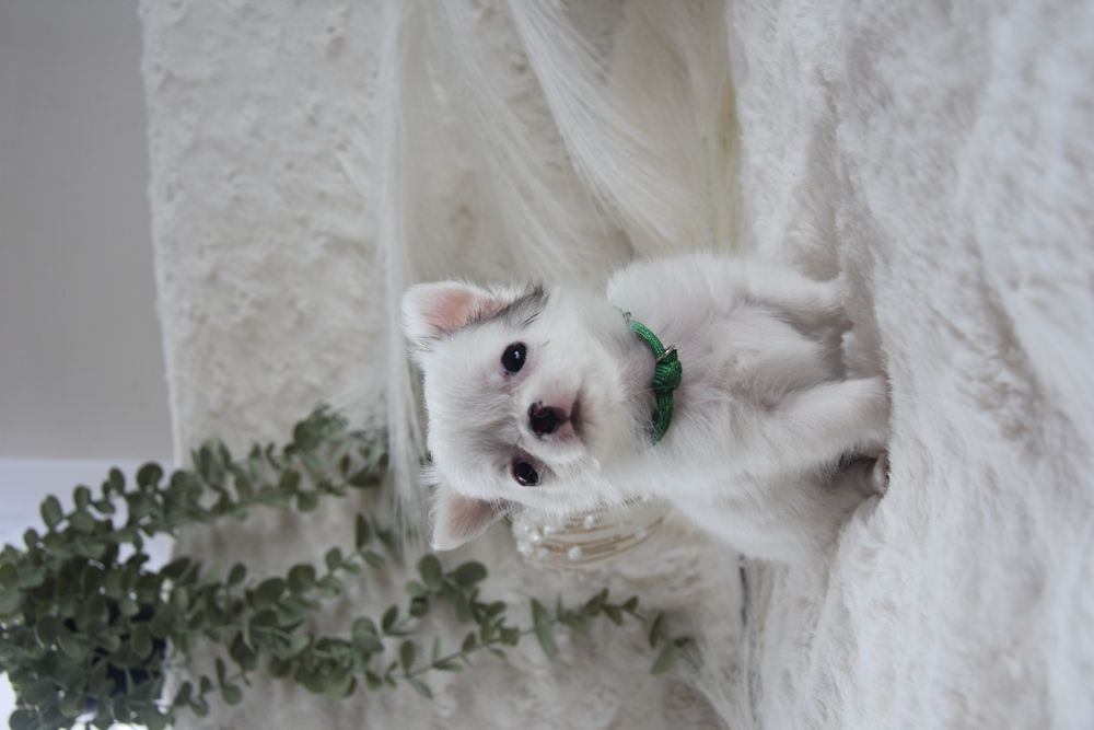 ELIOT - Długowłosy Chihuahua