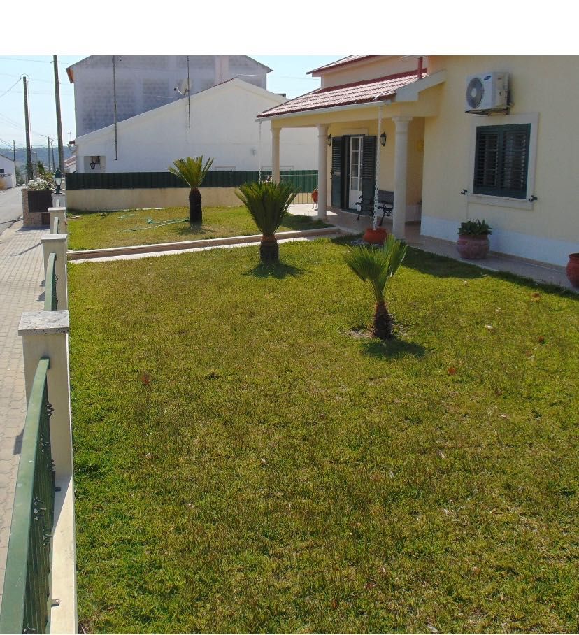 Palmeira de leque com 8anos