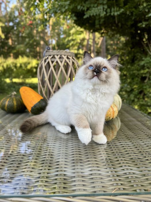 Ragdoll cudna kotka Sabrinka seal bicolor z rodowodem FIFE/FPL