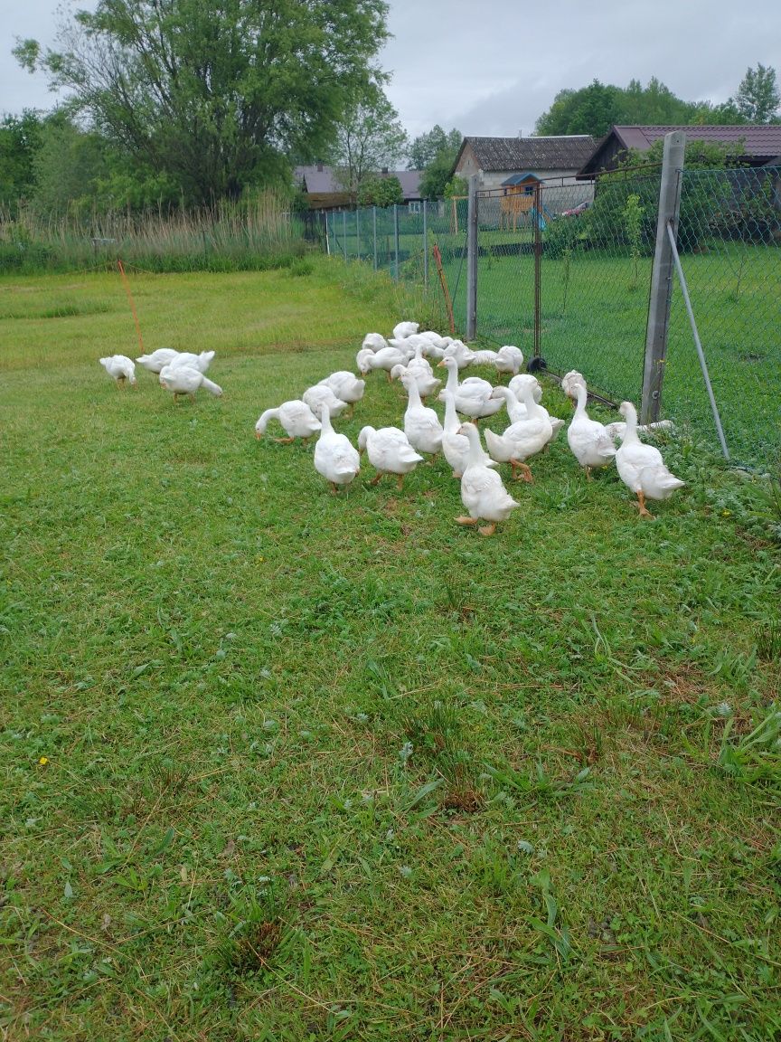 Sprzedam Gąski odchowane