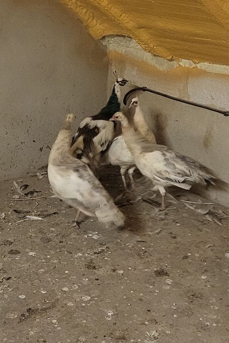 Sprzedam samice pawia 2 letnie 3 sztuki