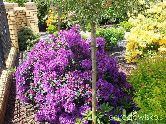 Рододендрон \Mogambo\ вис 120-140см\Крупномiр\12500гр.