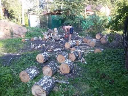 Видалення. Валка. Спилювання небезпечних, аварійних дерев