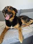 Piesek do Adopcji