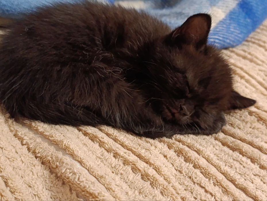 Продам кошенят Scottish Fold та Scottish Straight шотландські