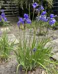 Iris sibirica kosaciec syberyjski_trawa ozdobna kwitnąca