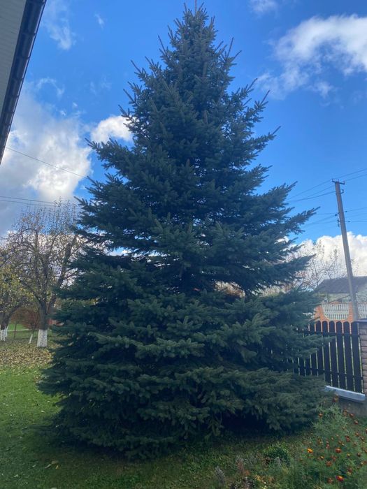 Продажться ялинка