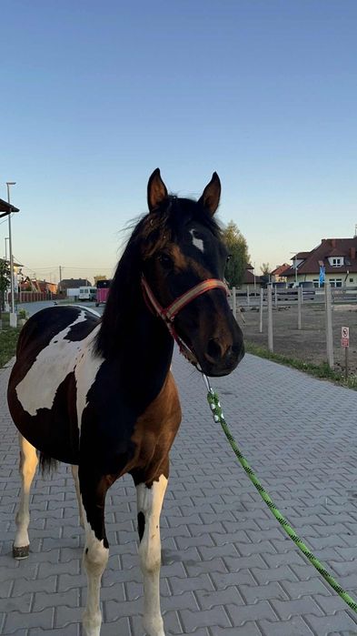 Sprzedam ogiera hucuła