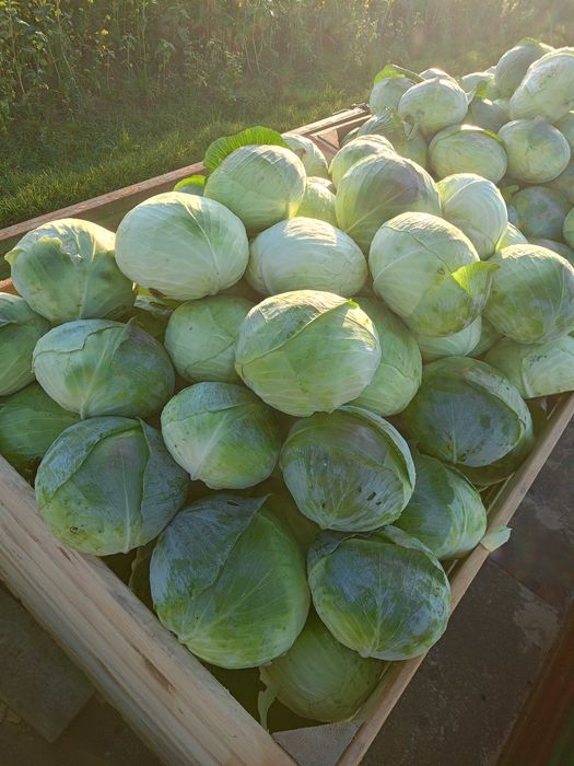 Kapusta biała Agresor