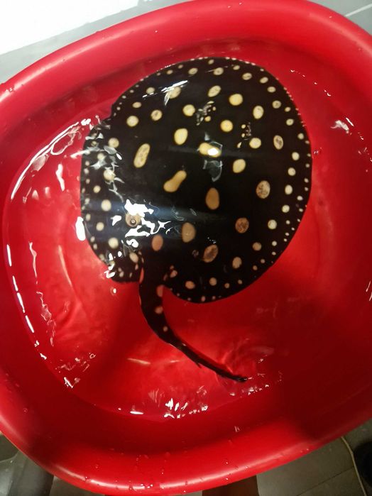 Płaszczka black diamond młode