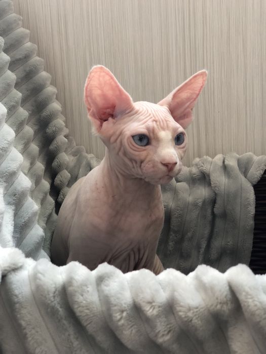 Сфинкс голубоглазая девочка