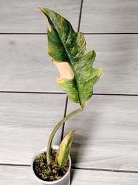 Philodendron Caramel Marble