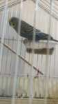 Aves para novo lar