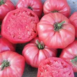 Pomidor malinowy Pomidory malinowe sadzonka sadzonki rozsada rozsady