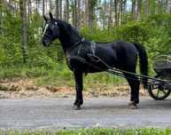 Sprzedam Ogier śląski 3 lata