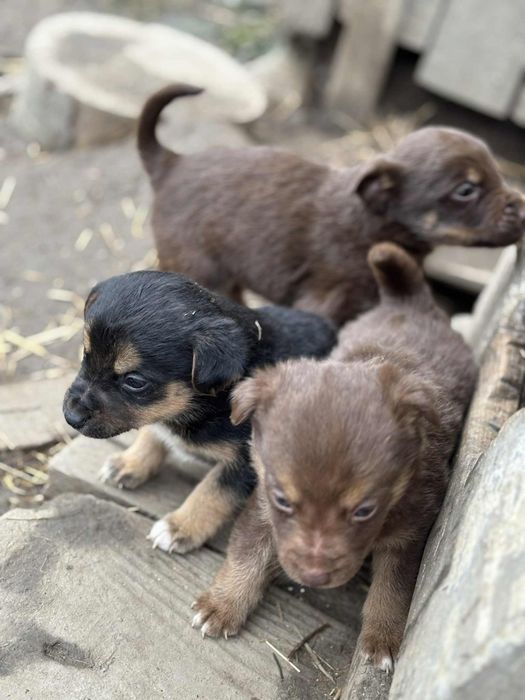 Віддам малюків в гарні руки