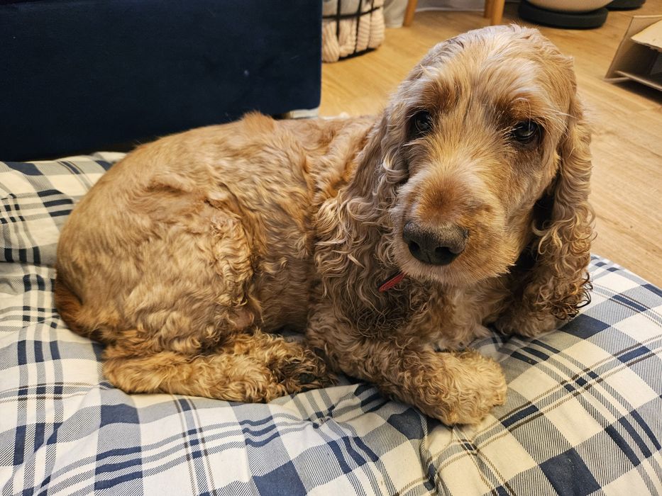 Pies cocker spaniel - pilnie do adopcji