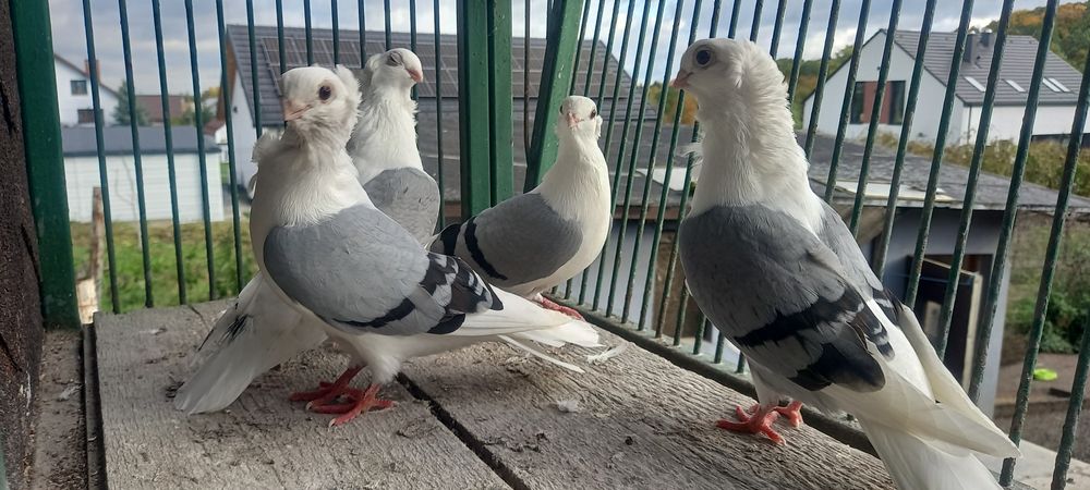 Gołębie mewki,mewka samce,samice