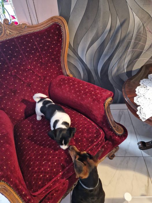 oddam za darmo szczeniaki pieski