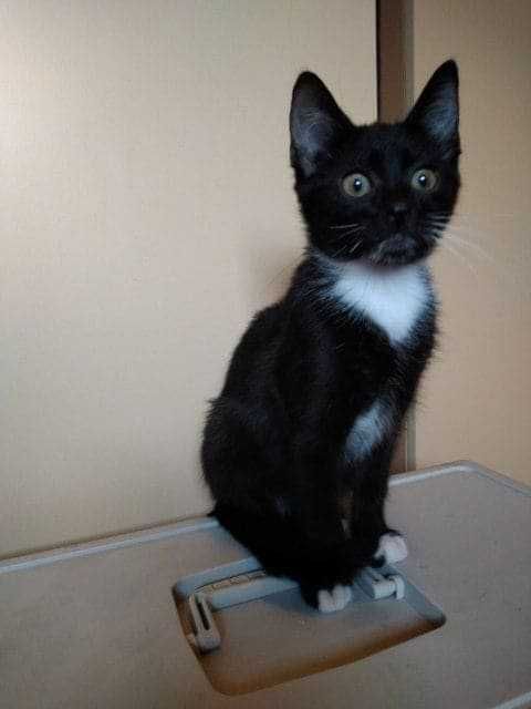 Adoptuj Radzyminiaka - Kruszynka, 4 m-czna kotka do adopcji