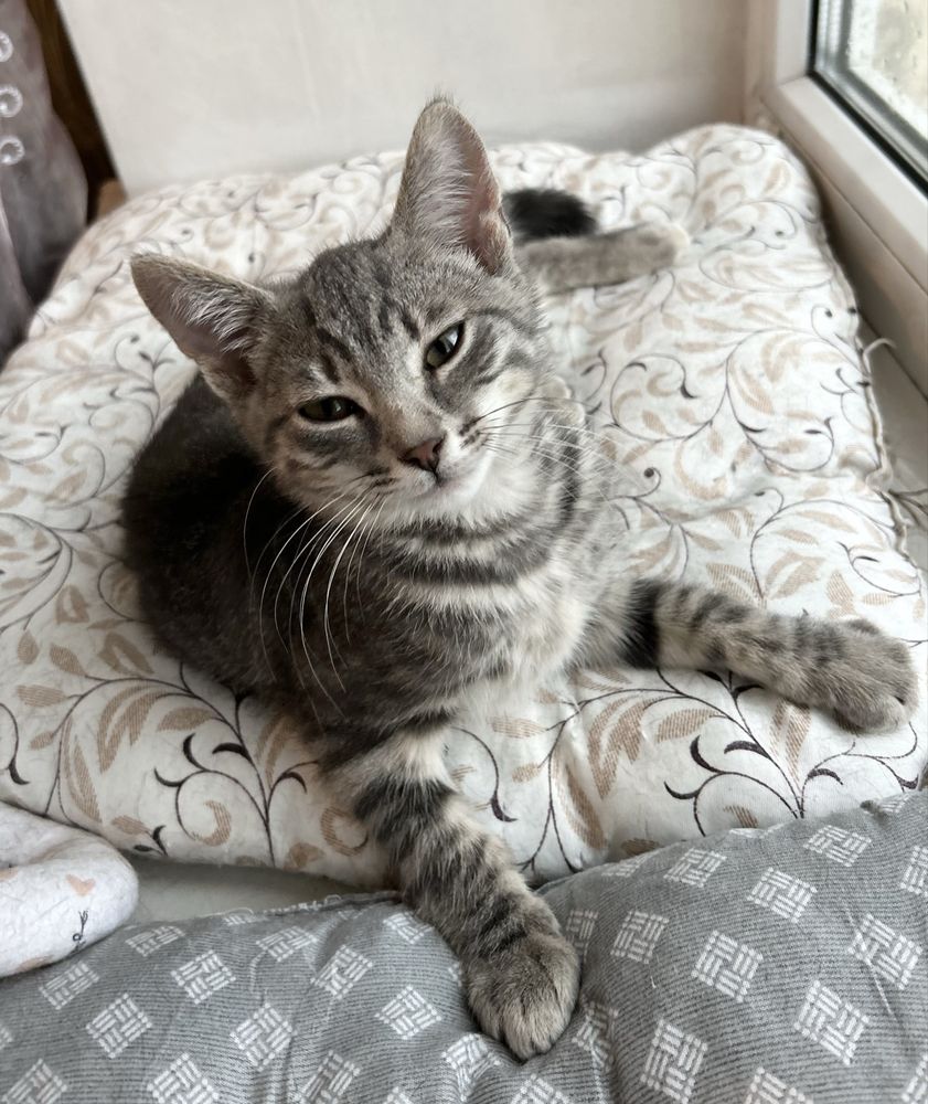 Маленьке кошеня котик