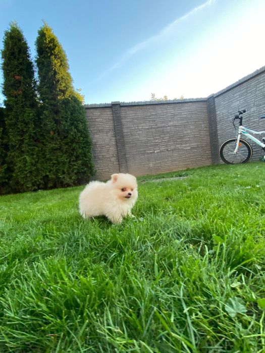 Pomeranian Szpic Miniaturowy Suczka Dziewczynka
