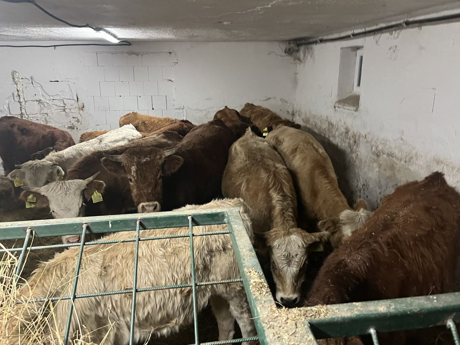 Byki i jalowki 160-200 kg