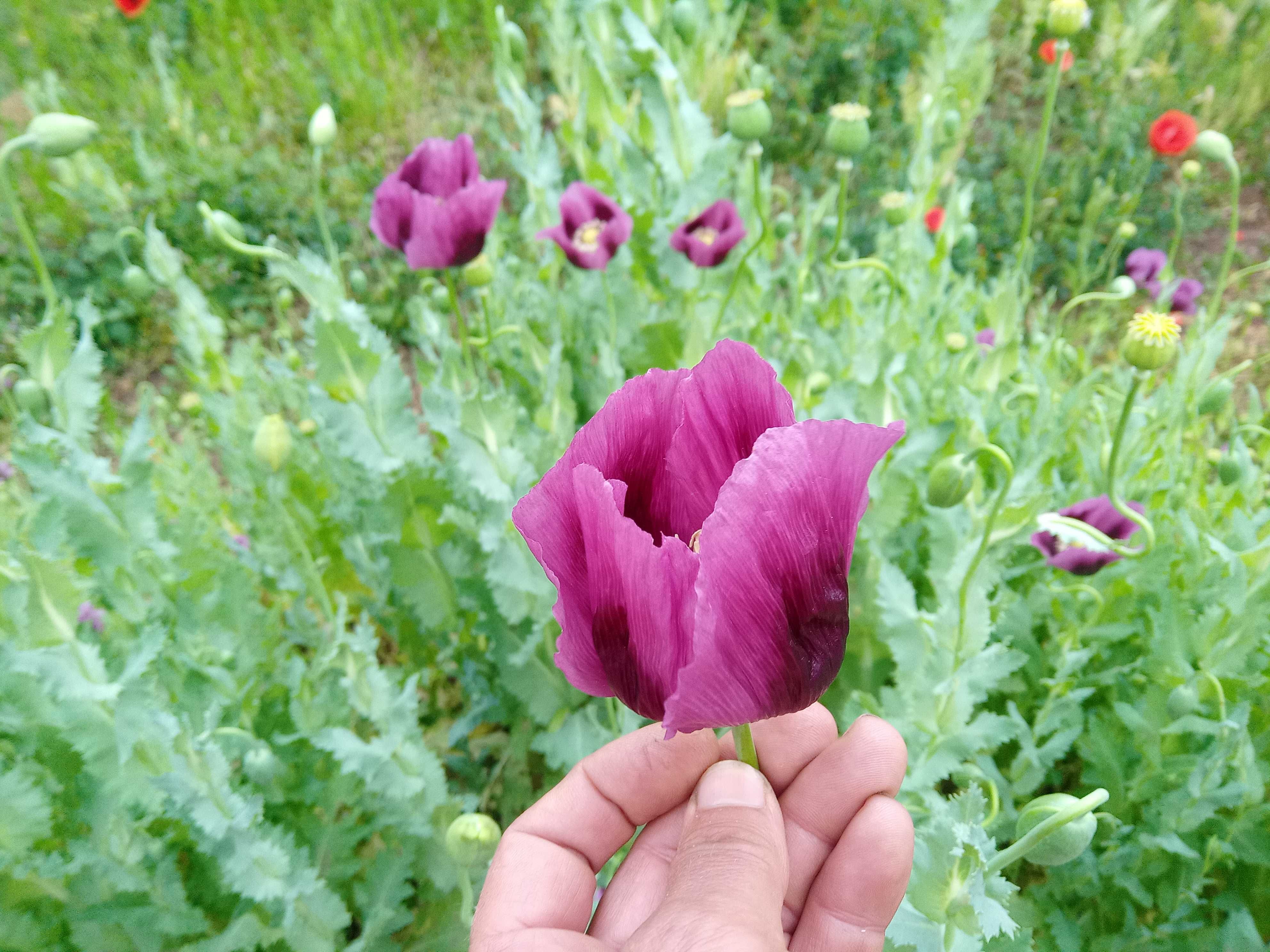 PAPOILAS Roxas e Violetas