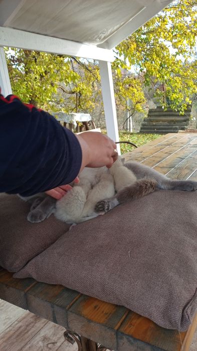 Котята Шотландські весловухі