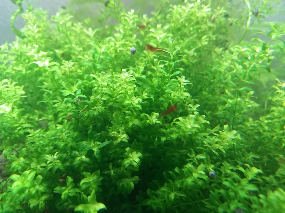 Креветки неокардини Кровава Мері, мохи, рослини акваріумні