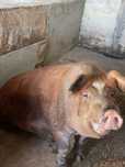PORCO (varrasco) DUROC.