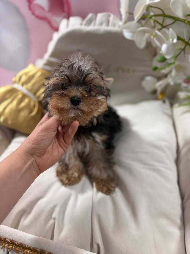 York Yorkshire Terrier słodki chłopczyk Czarno złoty gotowy do odbioru