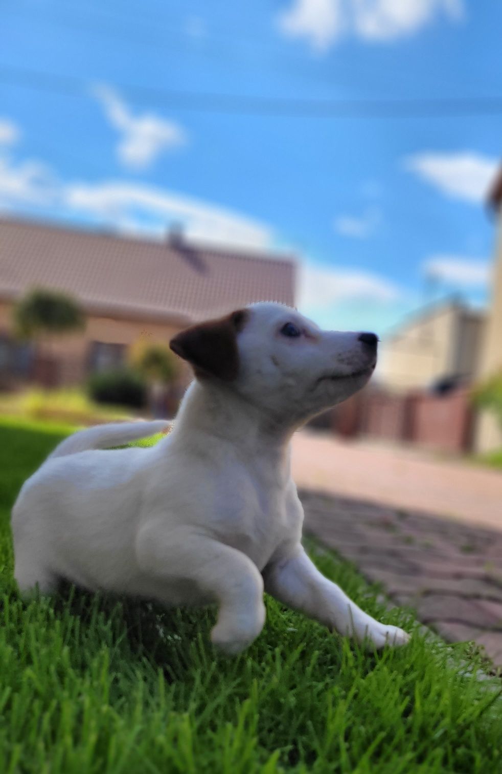 Jack Russell Terrier Piesek Śliczny 1