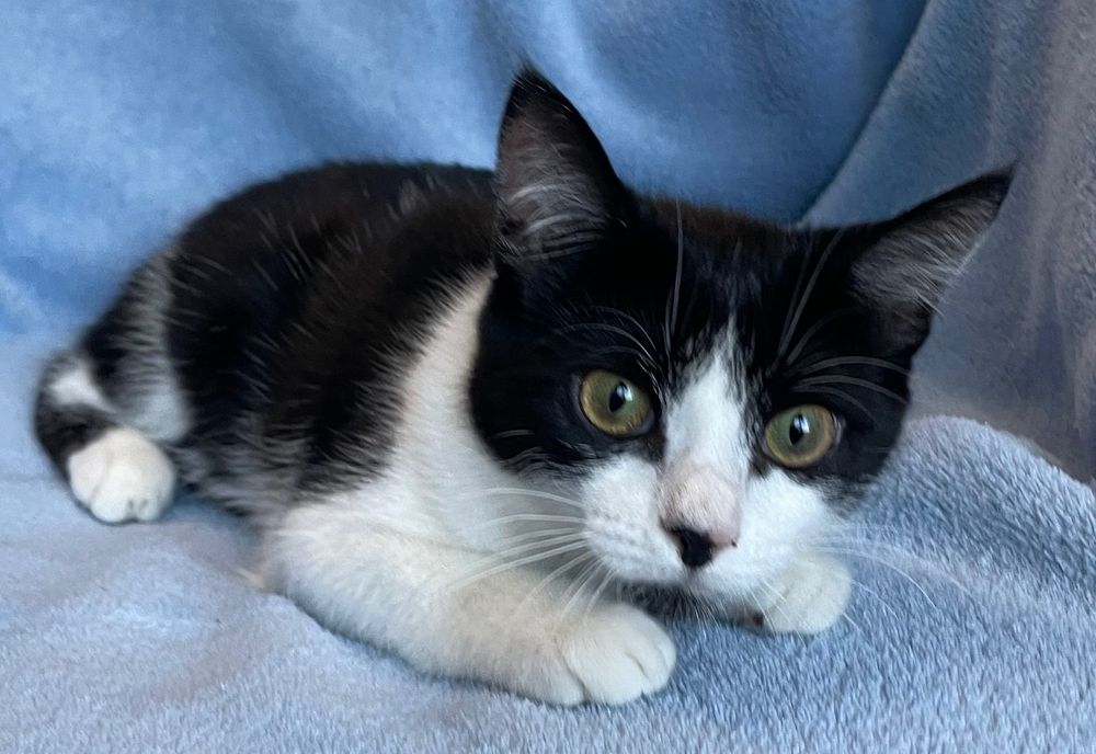 Отдам котёнка бесплатно