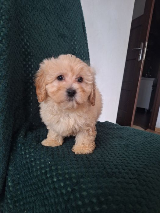 Maltipo-maltanczyk&pudel