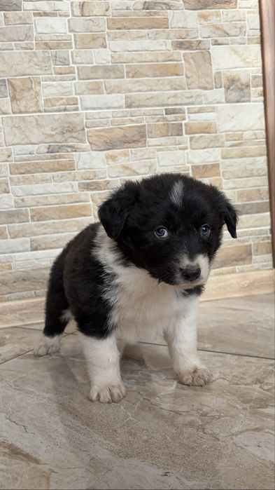 Suczka Border Collie