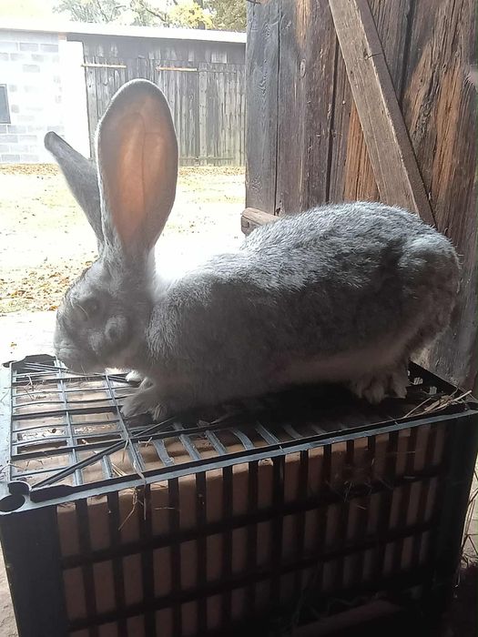 Króliki olbrzym belgijski