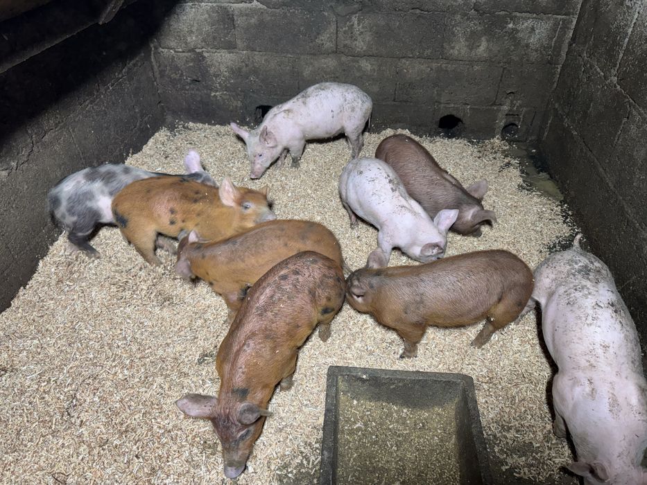 Leitoes pietrain e duroc