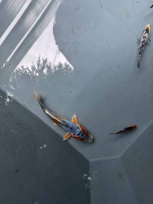Piekny karp koi