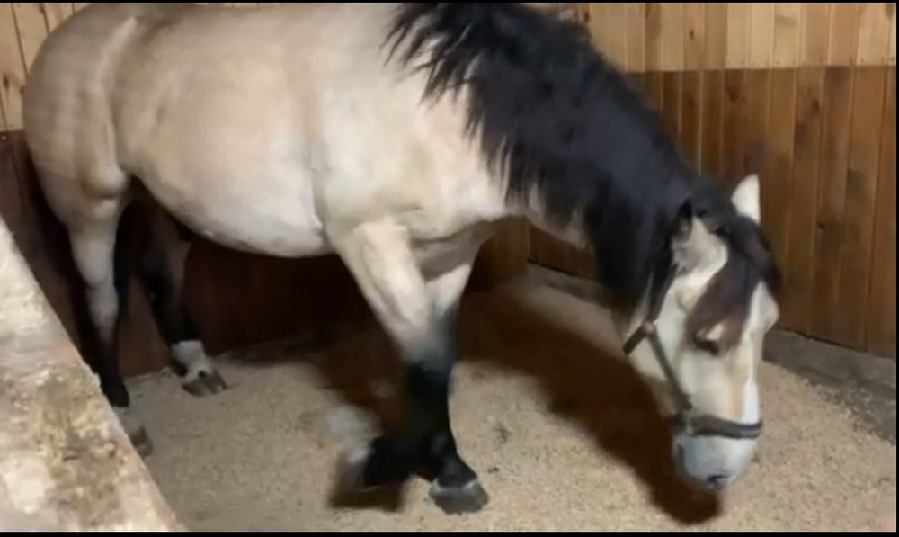 Наполнитель для кошачьего туалета. Доставка в подарок  по Харькову.