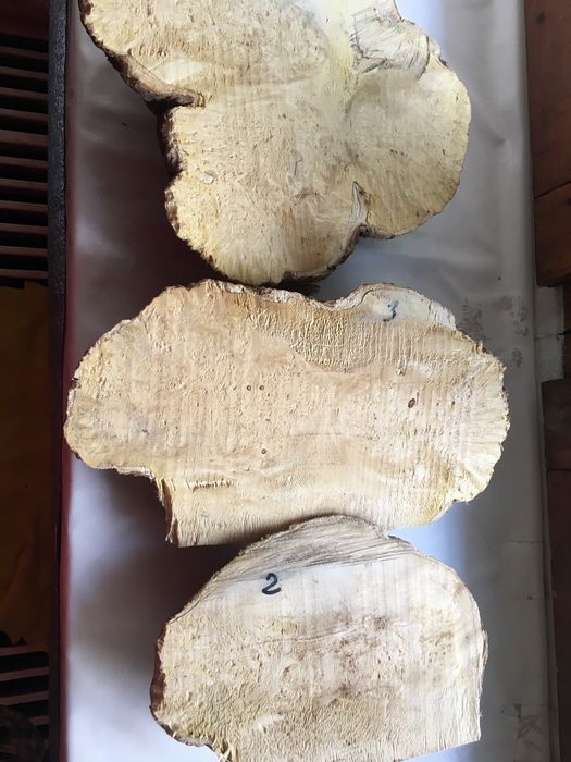 Кап клена яменелистого.