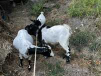 Cabras anas para vende