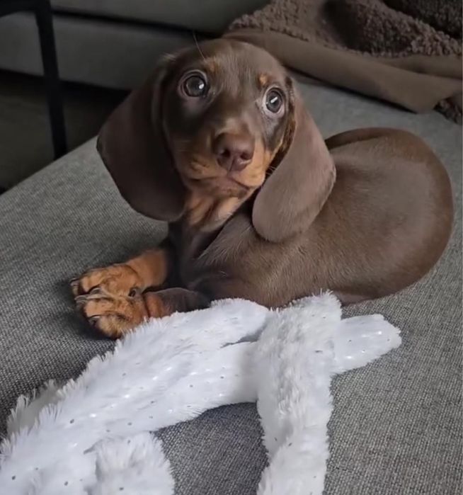 Teckel Miniatura Chocolate