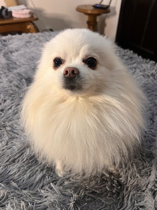 Вʼязка шпіц  білий